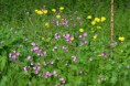 /album/fotogalerij/heemtuin07-05-14-029-jpg/